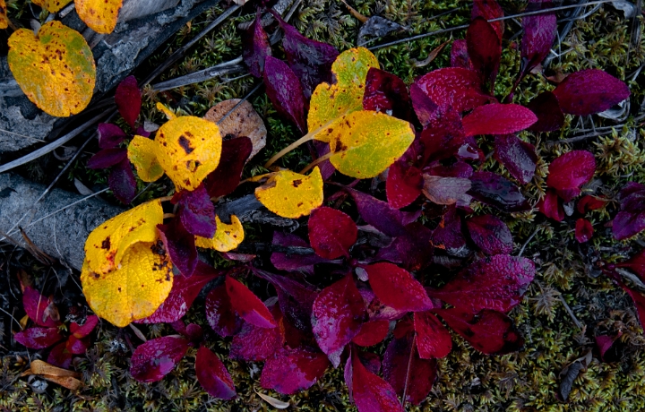 Bearberry & Artctic Willow 5808.jpg